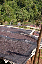 ETHIOPIA Gara Agena FILTER