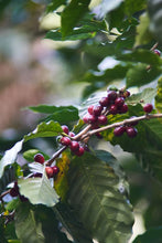 HONDURAS Marcala Community ESPRESSO