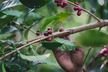 PNG Kindeng Mill ESPRESSO