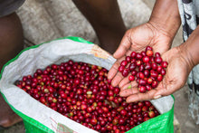 PNG Kindeng Mill ESPRESSO