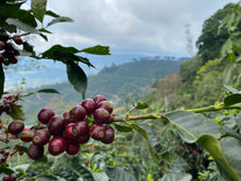 COSTA RICA Hermosa Tarrazu FILTER