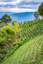 COLOMBIA Pink Bourbon - Adrian Lasso | SPECIAL EDITION