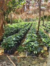 GUATEMALA Santa Rosa El Boqueron ESPRESSO