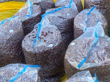 ETHIOPIA Guji Hambela FILTER