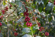 ETHIOPIA Yirgacheffe Xinoo FILTER