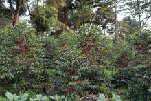 ETHIOPIA Yirgacheffe Xinoo FILTER