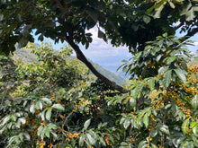 GUATEMALA Jacaltenango Rio Azul FILTER