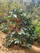 GUATEMALA Jacaltenango Rio Azul FILTER