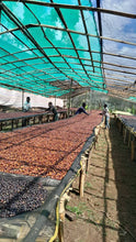 ETHIOPIA Sidamo Shafeta ESPRESSO